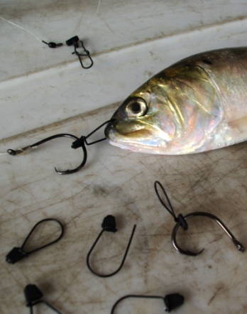 Offset your circle hooks for better hook ups. 