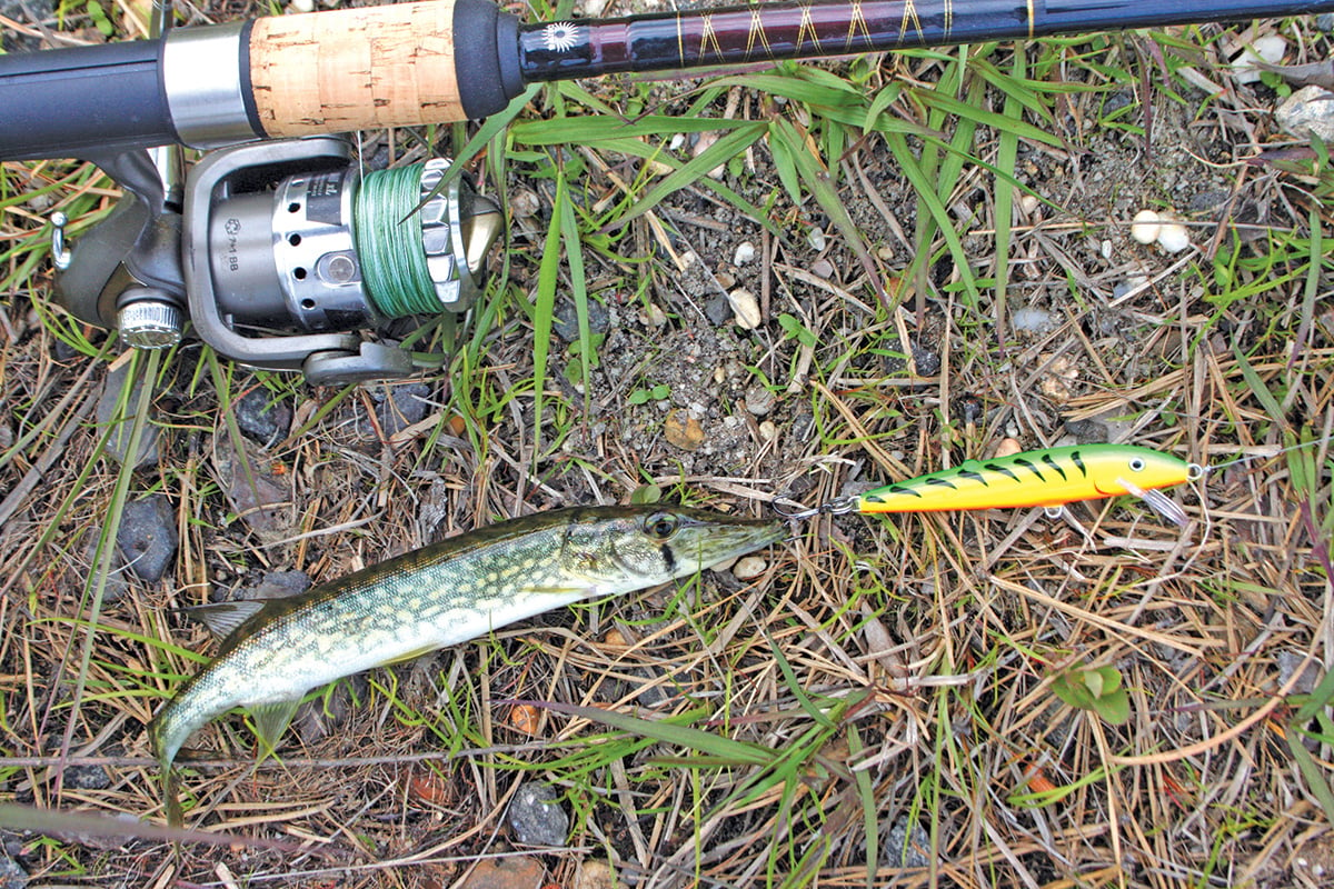 2018 9 Return To Piney Pickerel AGGRESSIVE