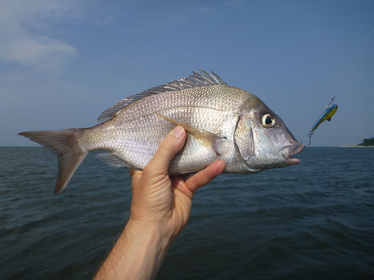 How big is a JUMBO Porgy???