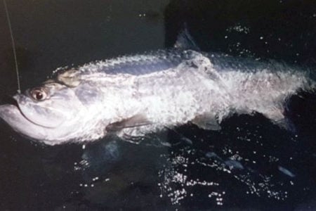 2018 9 Its All About The Memory Tarpon