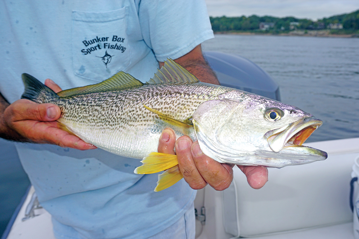 2018 9 Yellow Finned Glimmer Hope WEAKFISH