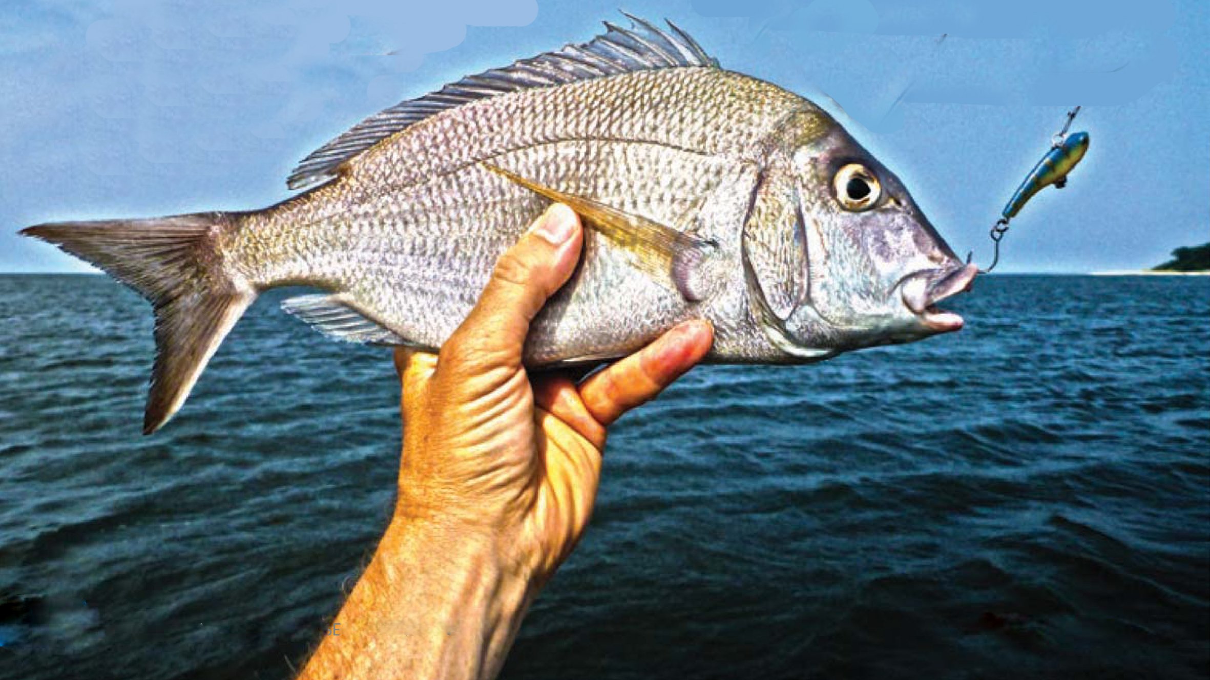 Crankbait Porgies: Downsizing For Jumbos - The Fisherman