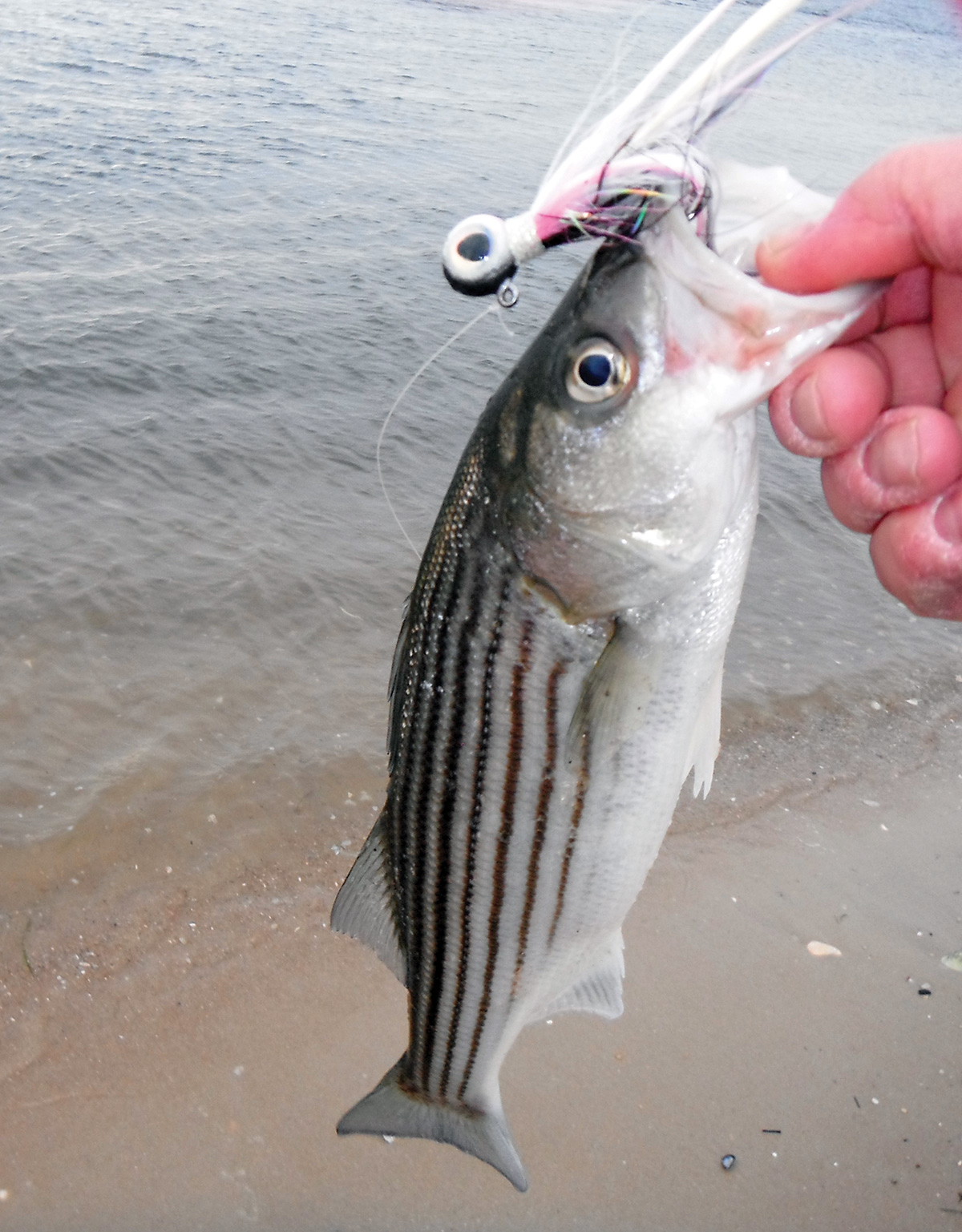 2017 1 Whats Up With Striped Bass Fish