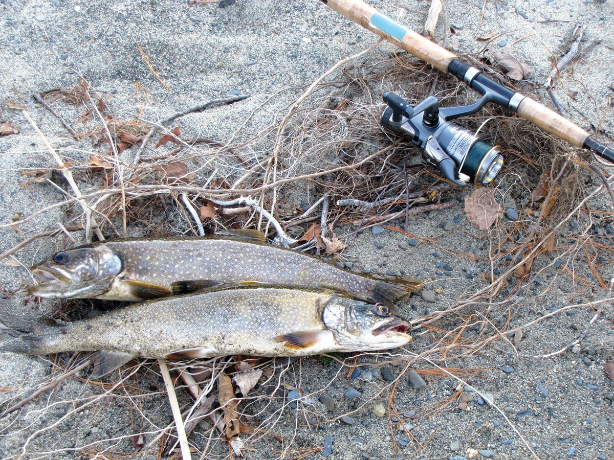 2017 10 poissons tactiques du réservoir Wachusett