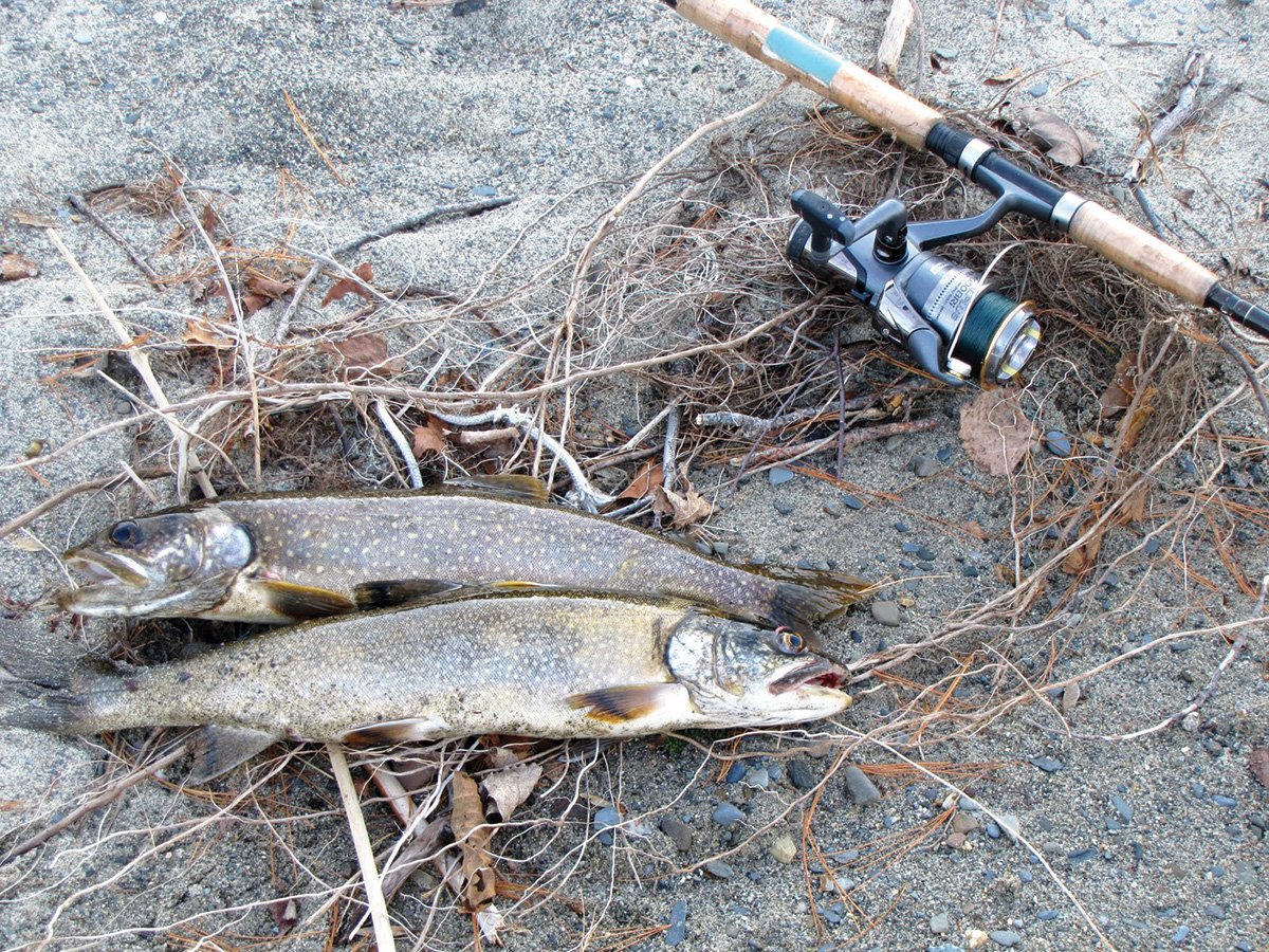 https://www.thefisherman.com/wp-content/uploads/2019/02/2017-10-Wachusett-Reservoir-Tactics-fishes.jpg