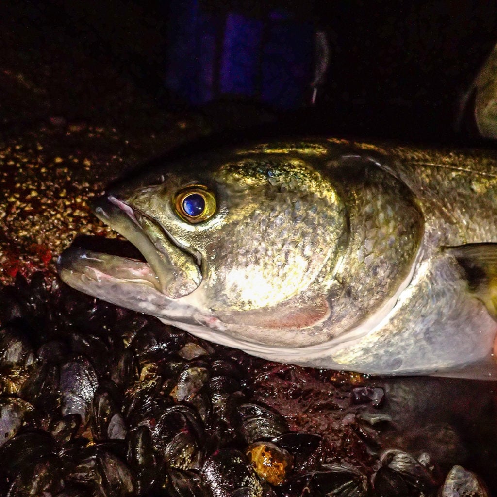 2017 10 Big Bad Bluefish Main