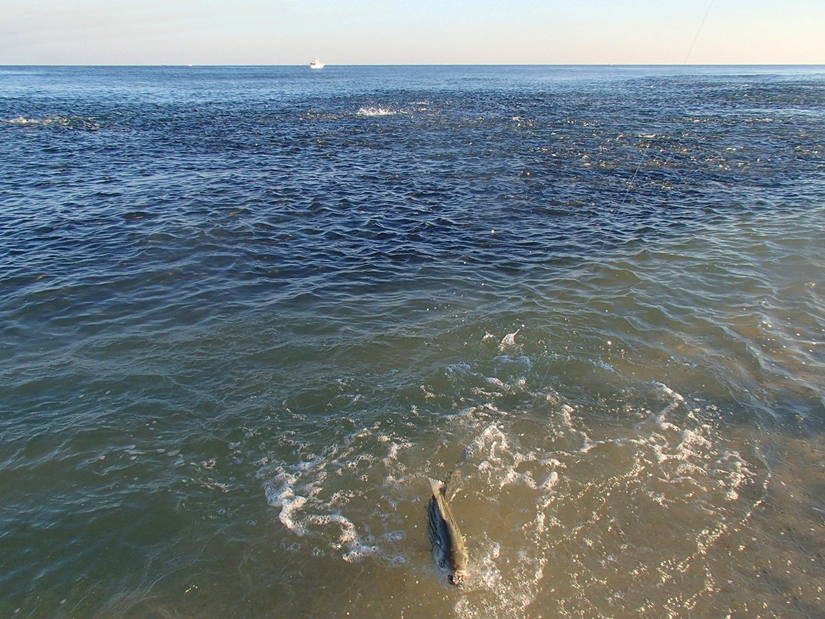 2017 11 Blitz Strategies Wild November Bass BAIT BLITZ