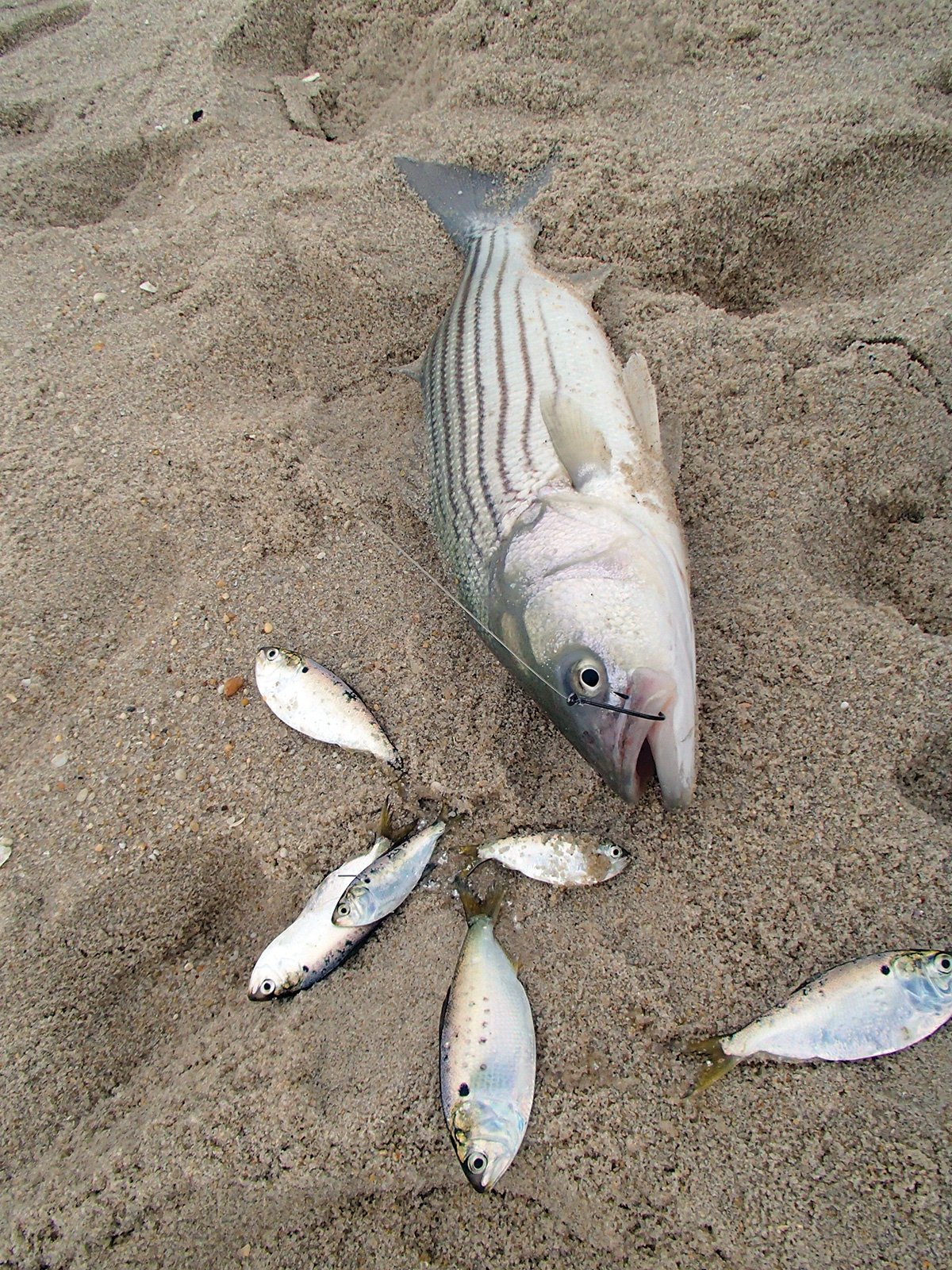 2017 11 Blitz Strategies Wild November Bass BASS BUNKER