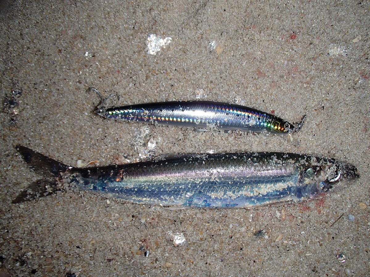 2017 11 Blitz Strategies Wild November Bass MATCH HATCH