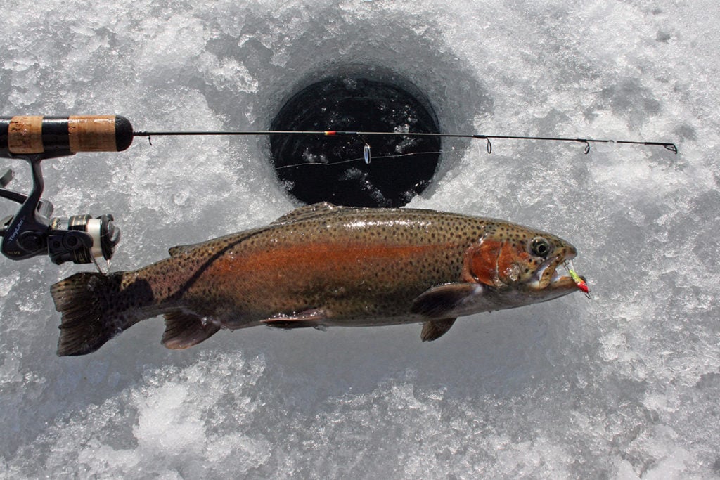 2017 11 Stocking Season Continues Ice Trout