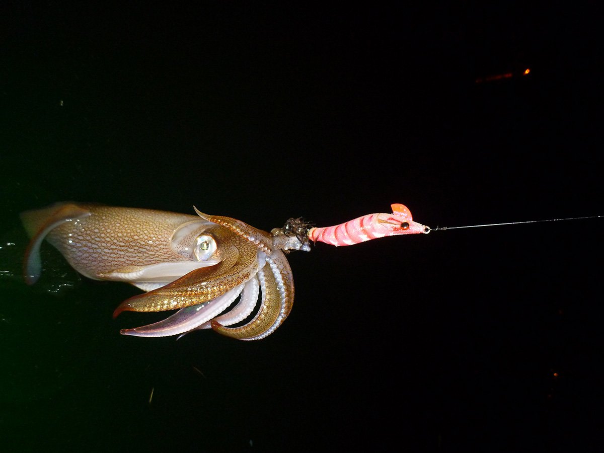 North Shore Harbors: Close It Out With Squid - The Fisherman