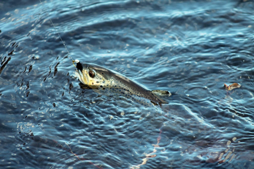 2017 12 Cold Weather Trouting Fish