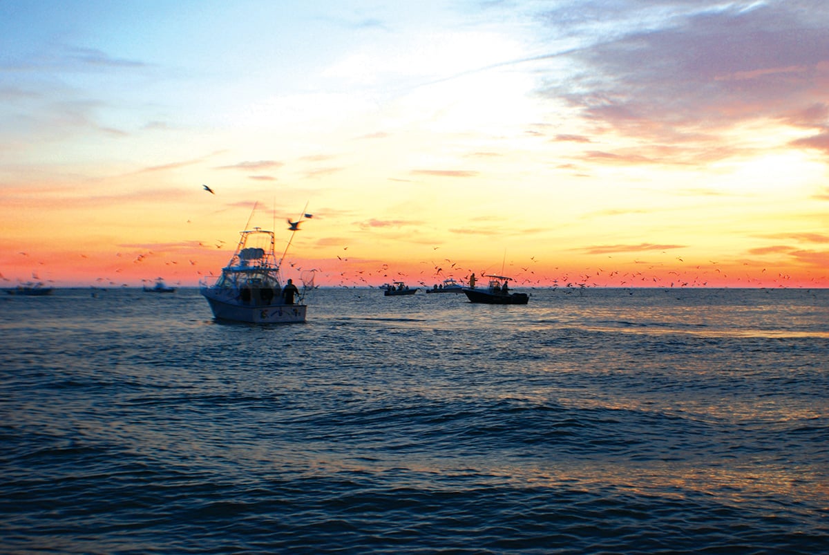 2017 12 Dont Miss The Boat Birds At Sunrise