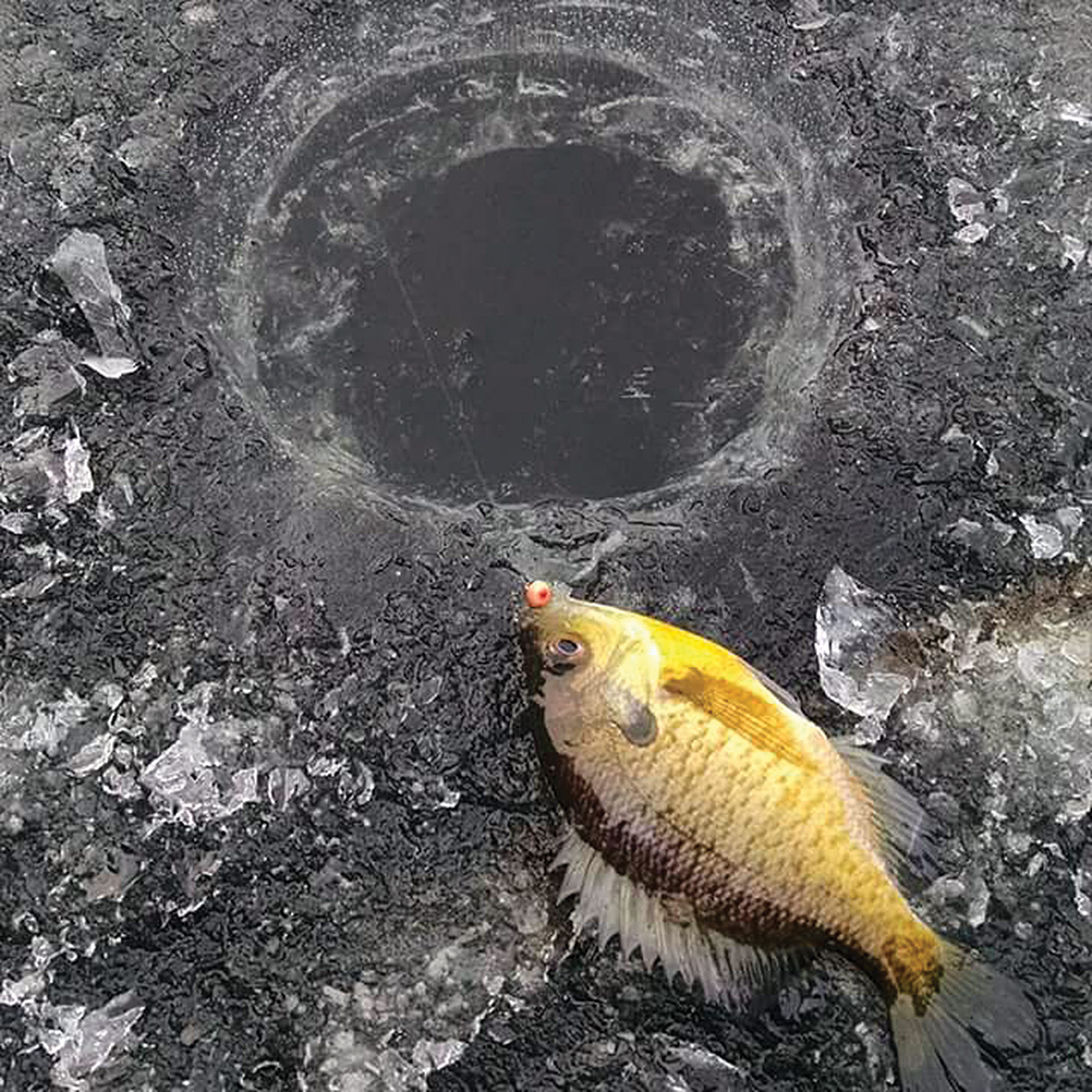 2017 12 First Ice Nice Ice Fish
