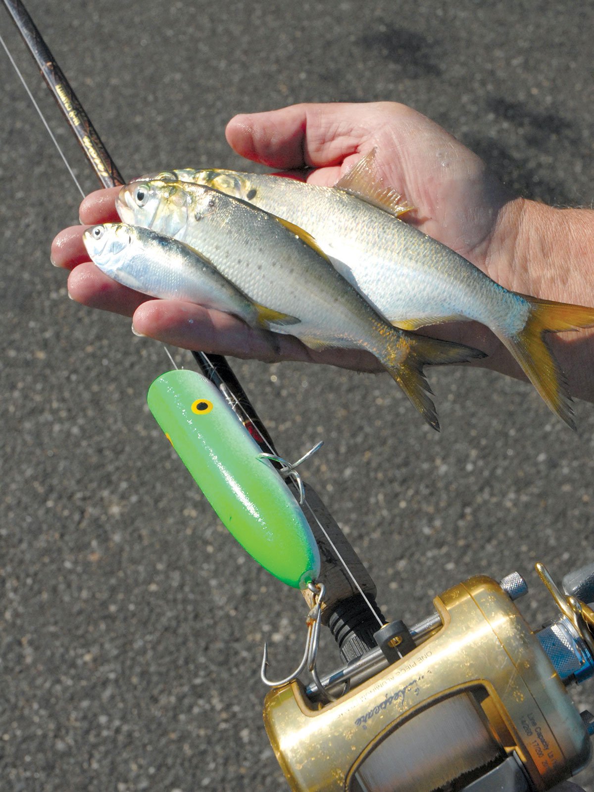 DON'T Go Fishing WITHOUT These 5 LURES In NOVEMBER 