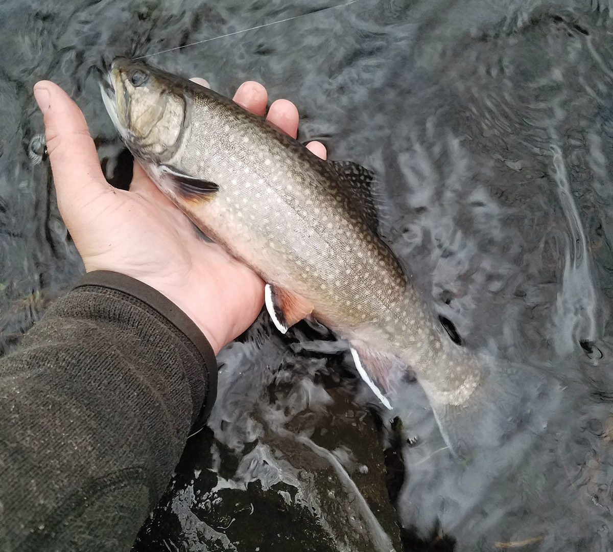 2017 2 Winter Option Tidal Trout Catch Release