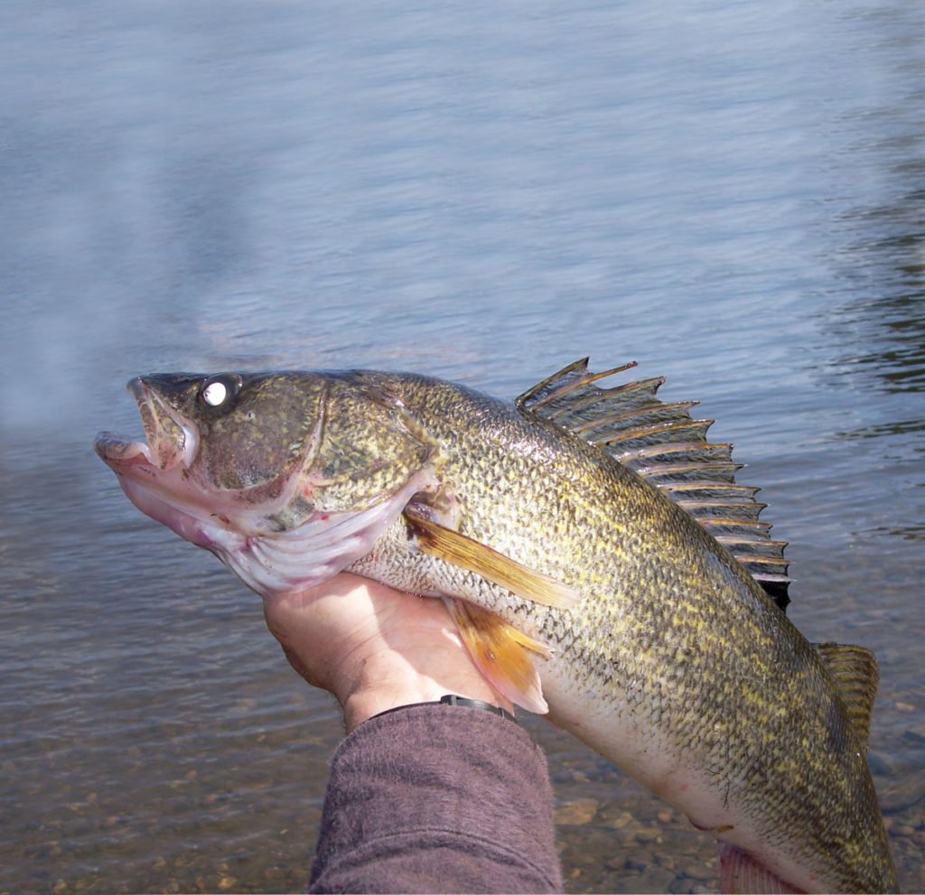 Late Winter Walleye