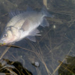 White Perch Another Spring Option