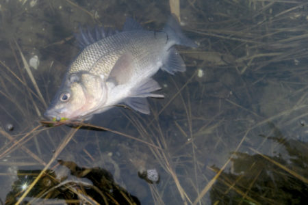 White Perch Another Spring Option