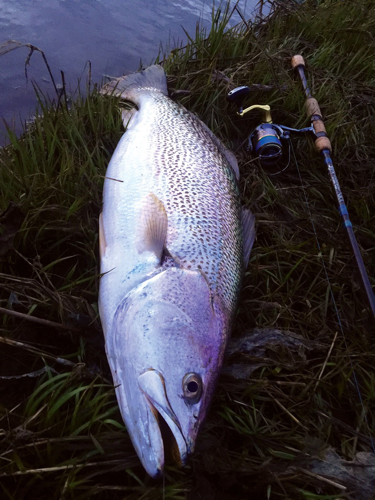 Dreaming Of Tiderunners Weakfish