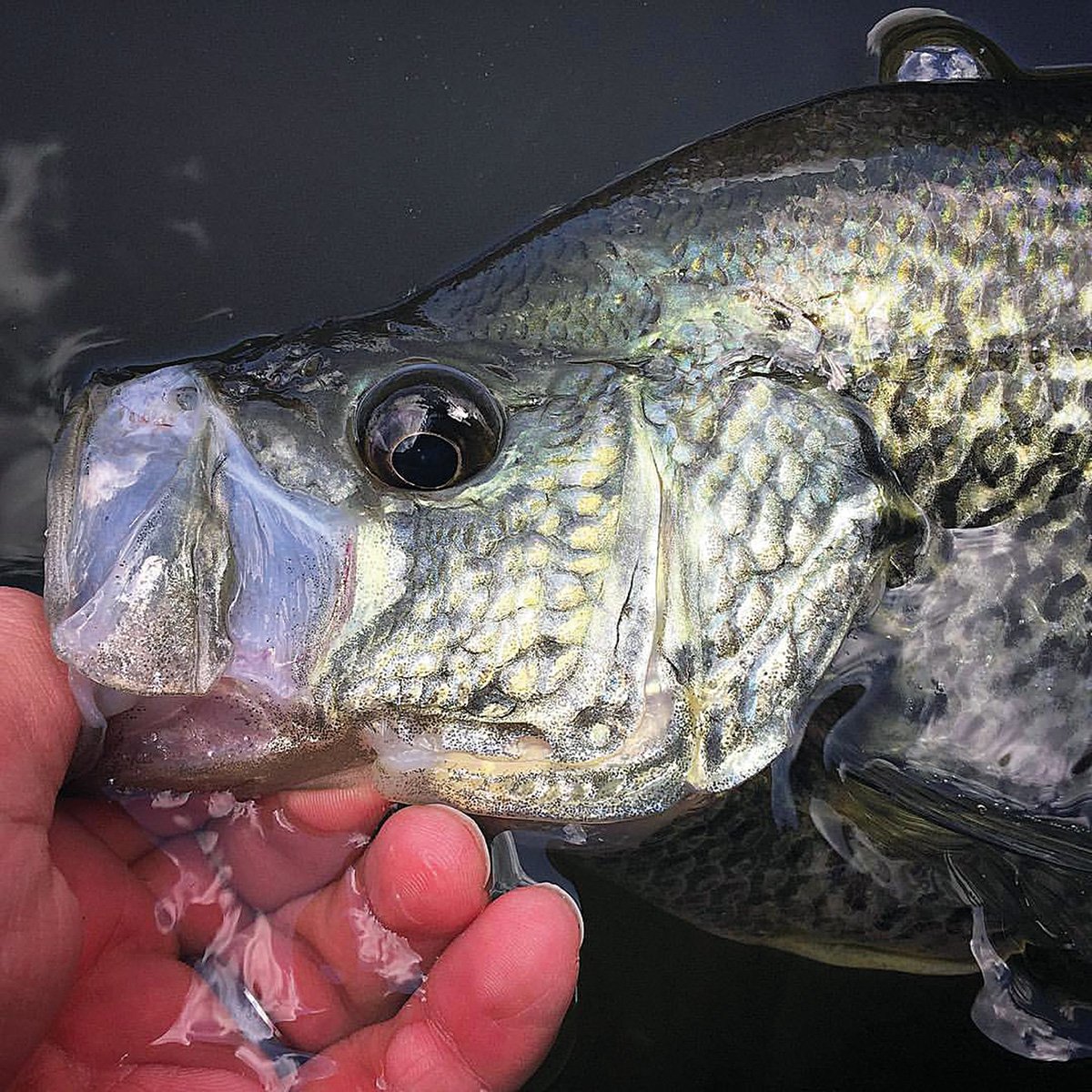 2017 6 Cranking Summer Crappies Trolling