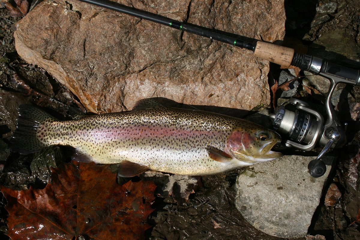 2017 6 Trout Fishing The Lehigh River Trout 2