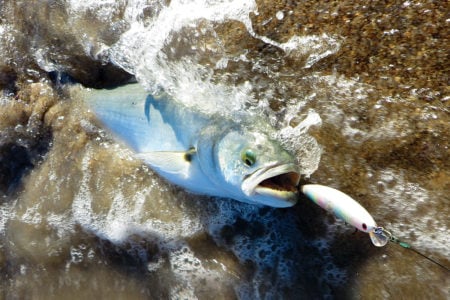 2017 7 Finicky Summertime Blues Bluefish