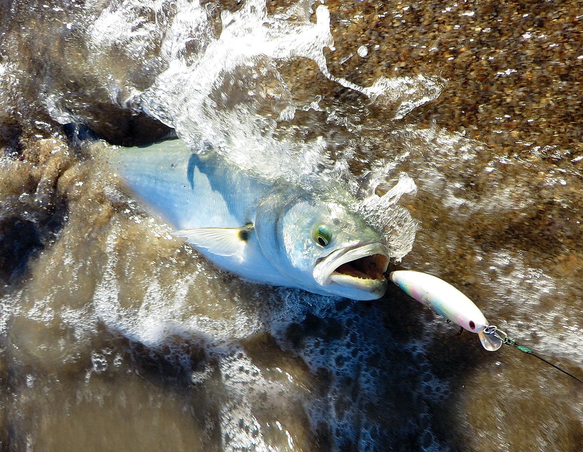 Finicky Summertime Blues - The Fisherman