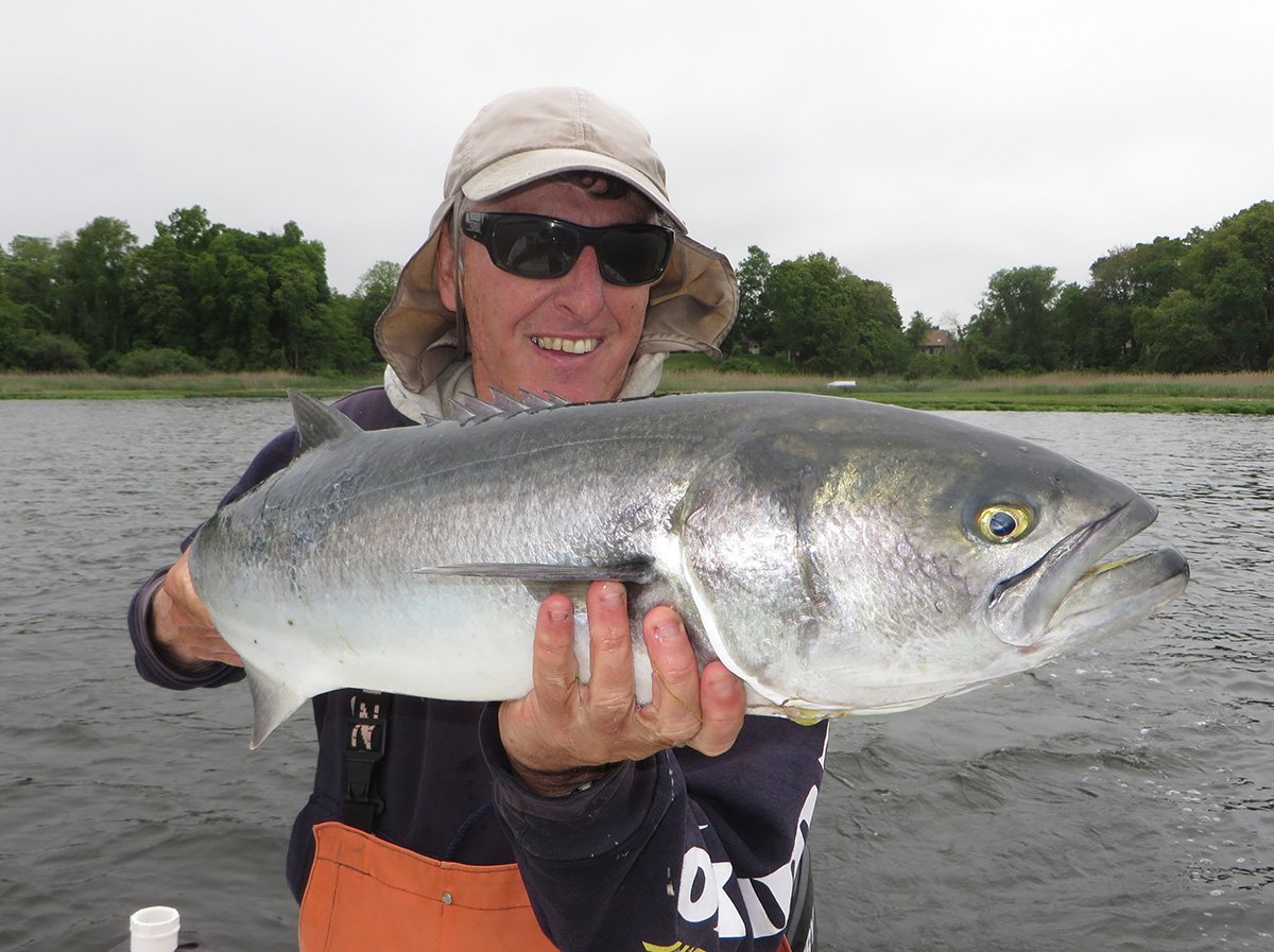 2017 7 Finicky Summertime Blues Bluefish Main