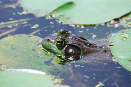 2017 8 Armands Frog 9n Swamp