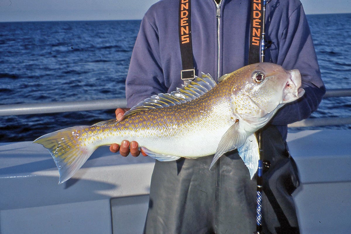 2017 8 Deep Drop Bottom Fishing Tilefish