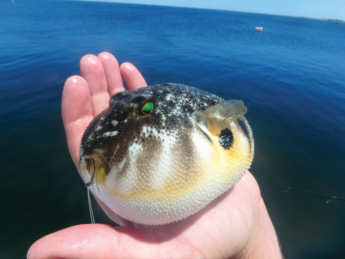 2017 8 Know Your Puffers Blowfish Photo
