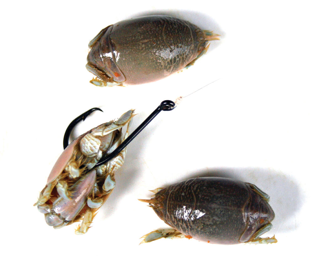 Sand Crabs: Summer Surf Sweets for Stripers - The Fisherman
