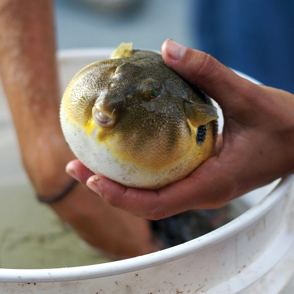2017 9 Mixed Bag Bonanza Blowfish