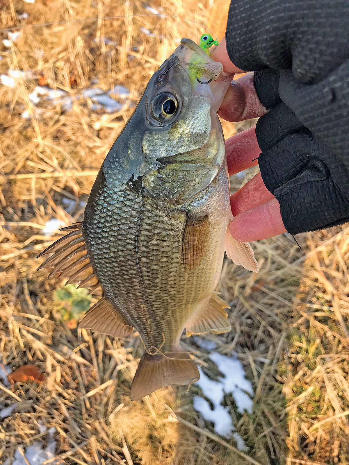 2018 2 Beating Cabin Fever Fish