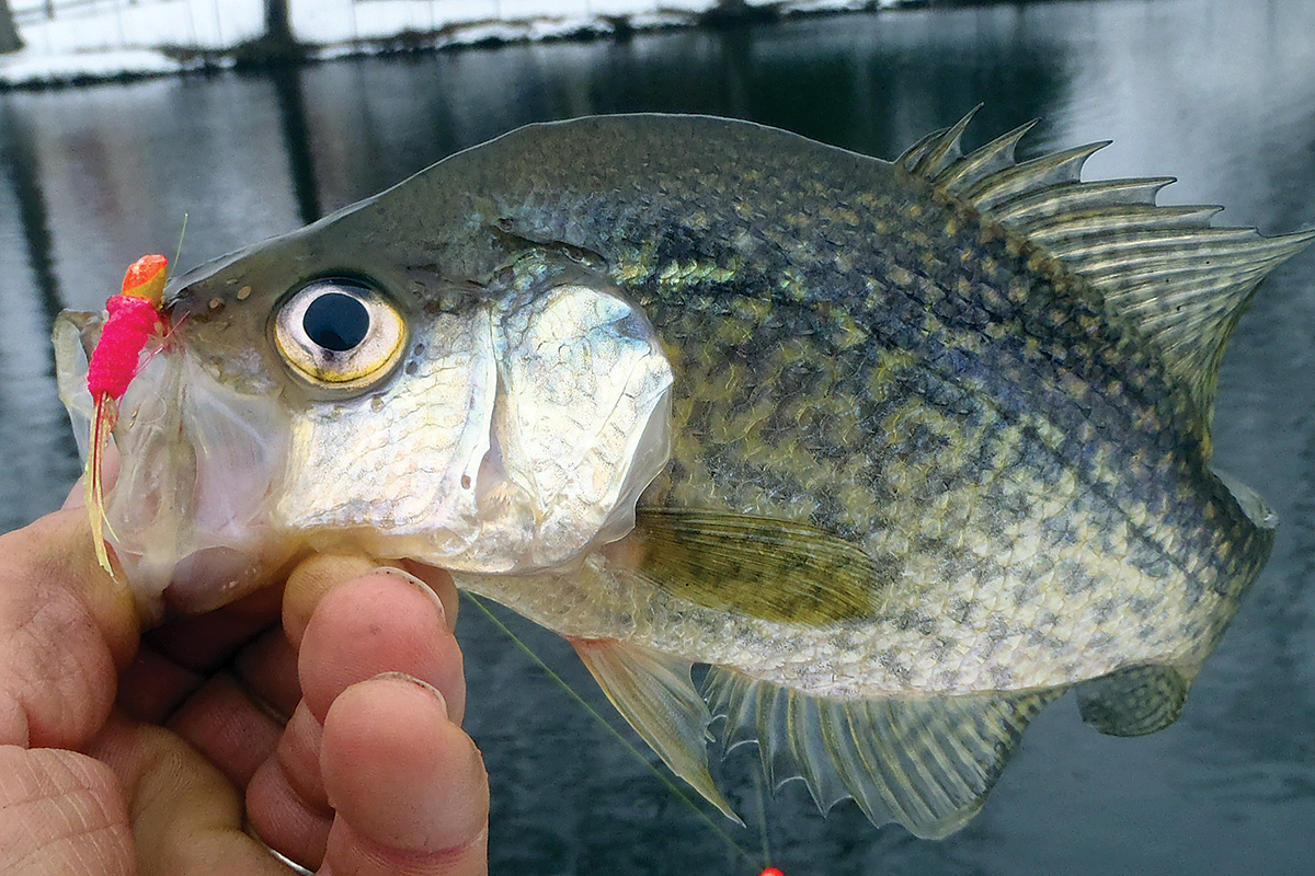 2018 2 Four Spots Winter Crappies Crappie 006