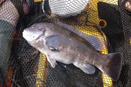 2018 3 Getting Down Basics Main