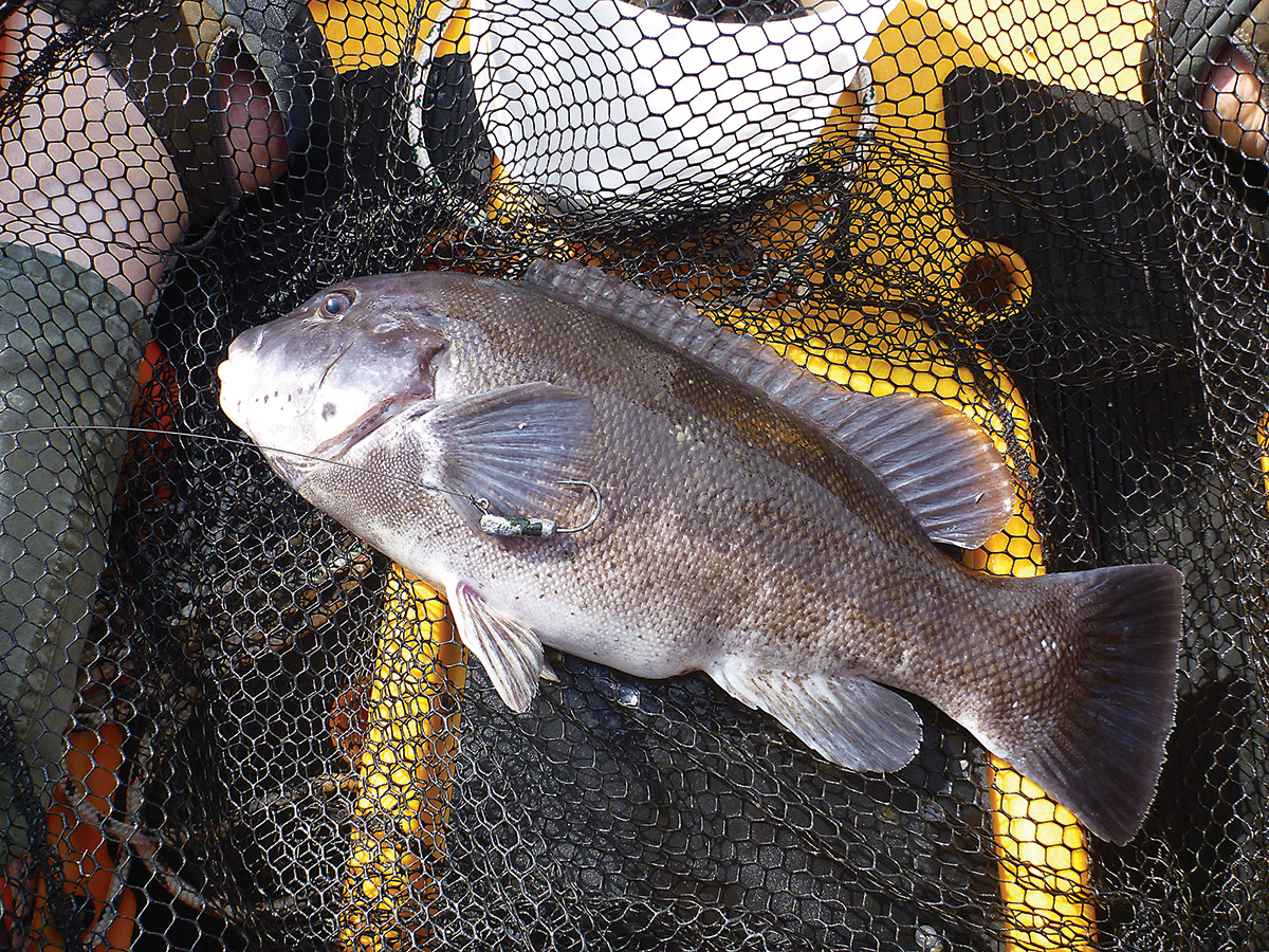 Braid Line & Leader (Saltwater) - Big Catch Fishing Tackle