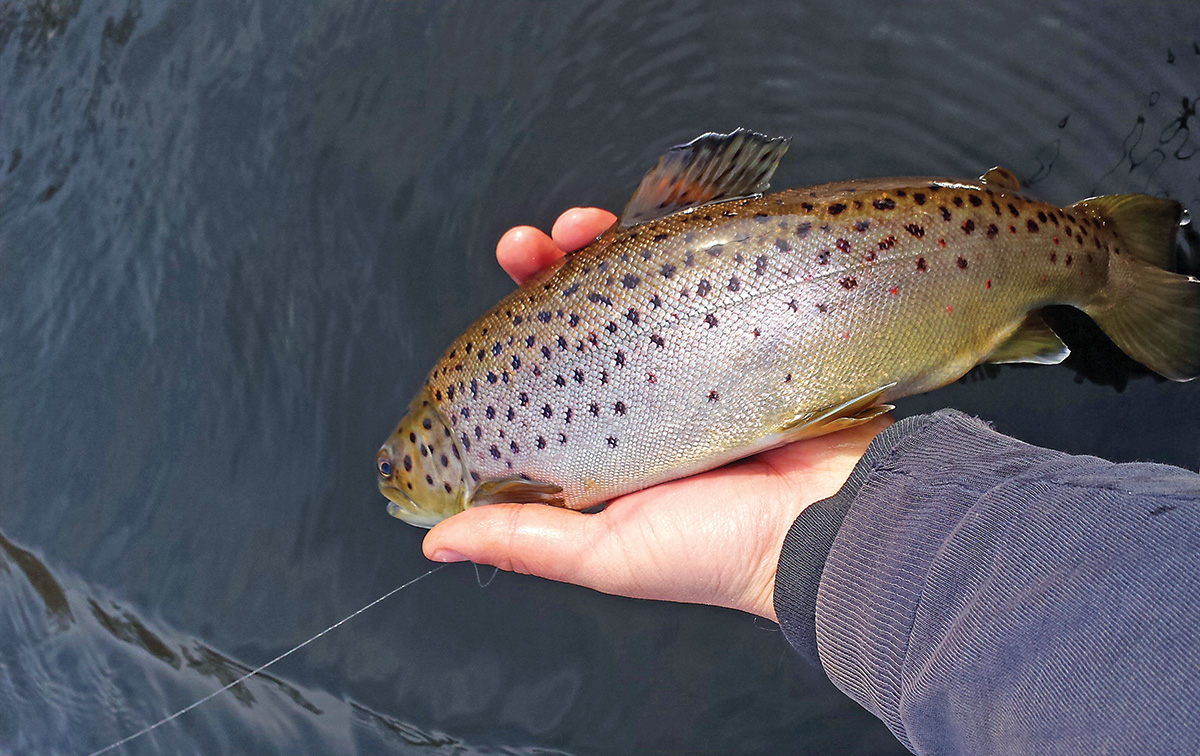2018 4 Hit The Trout Trail Fish