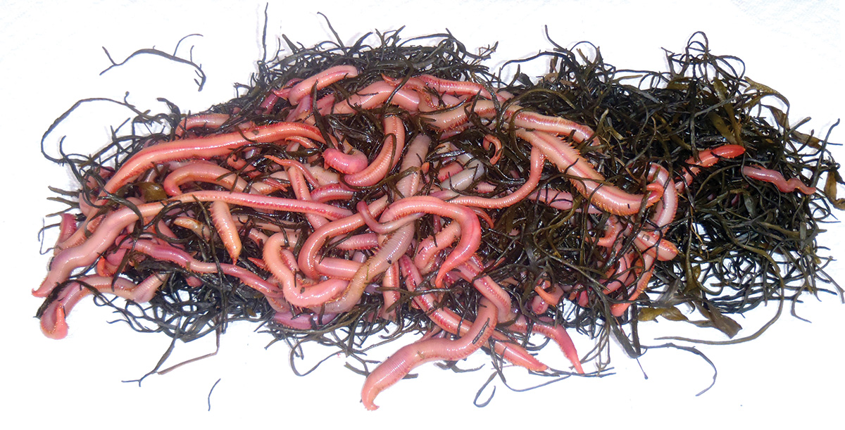 2018 4 Lower0delaware River Style BLOODWORMS