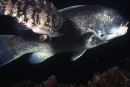 2017 10 Tautog Observations Insights Fishes
