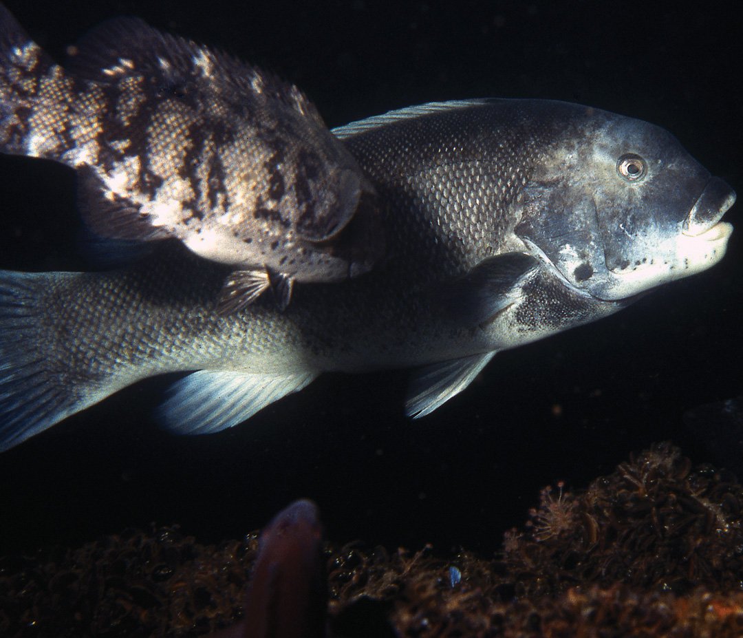 2017 10 Tautog Observations Insights Fishes