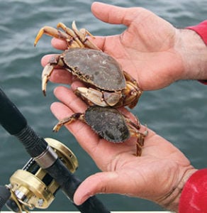 Getting Crabby: Baiting for Tog - The Fisherman