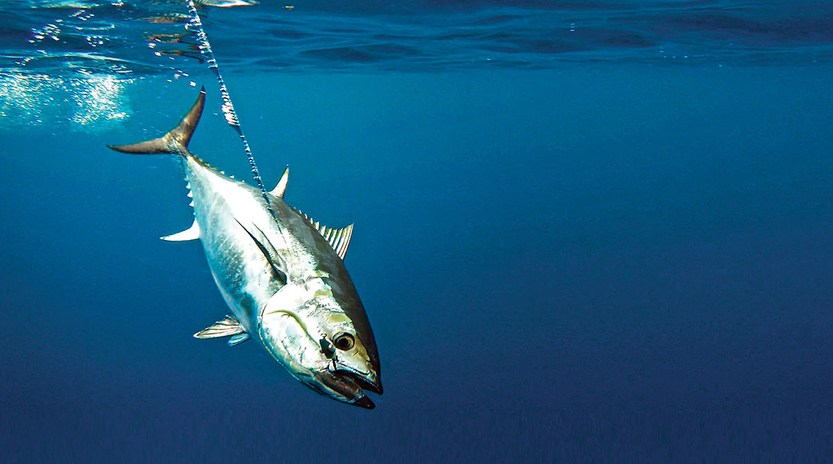 2017 11 Bluefins For The Holidays Tuna