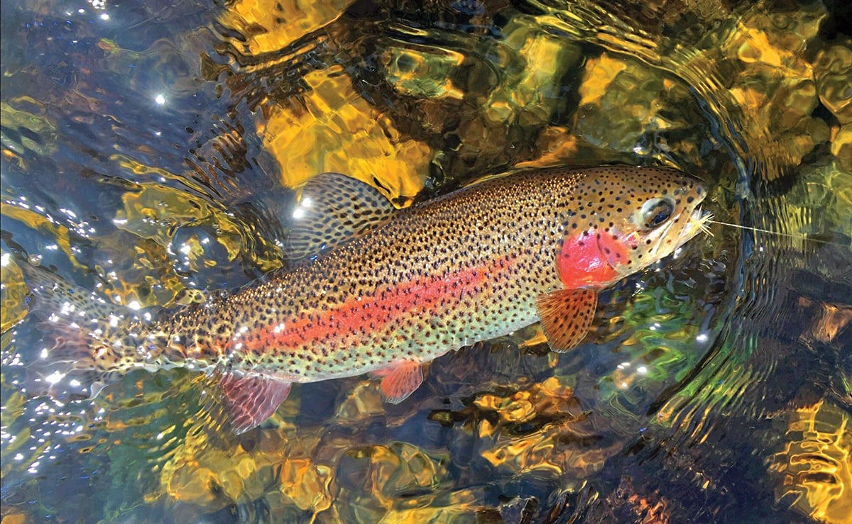 Young Man Hold Big Rainbow Trout in His Hands. Stock Image - Image