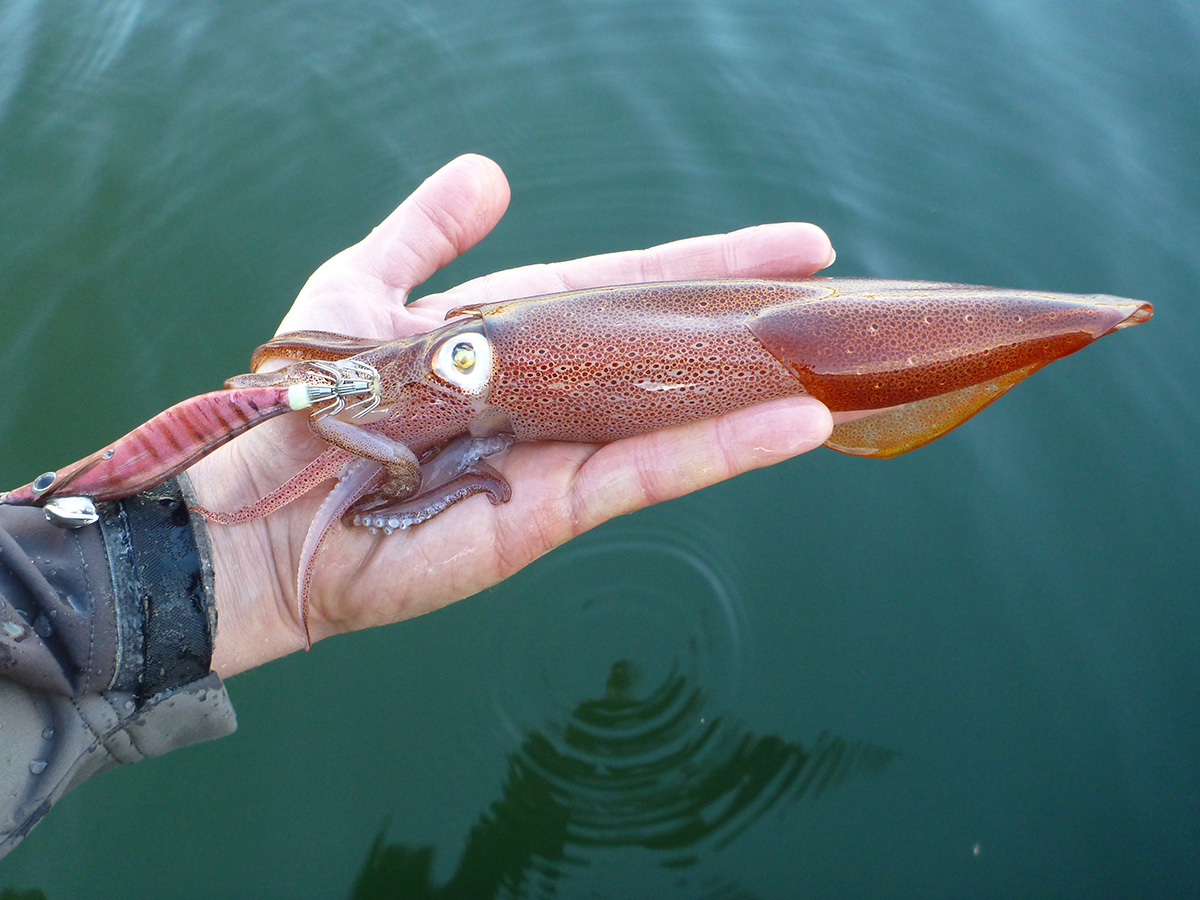 2 inch Yo-Zuri Squid Jig Floating Mini Squid for Calamari