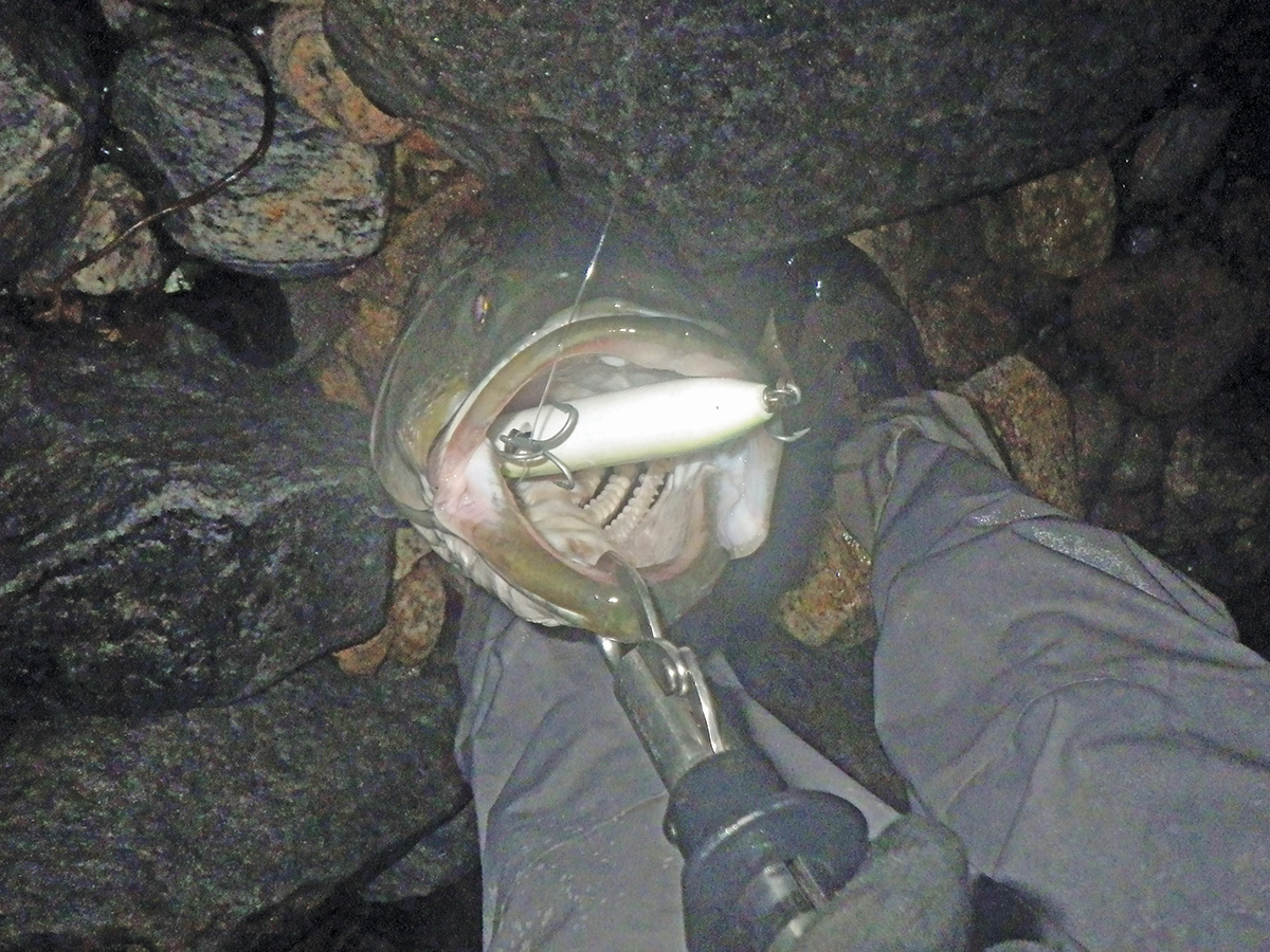 2018 11 Late Fall Outflows Fish 2