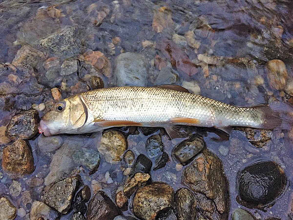 2018 11 Sweetwater Success Fish