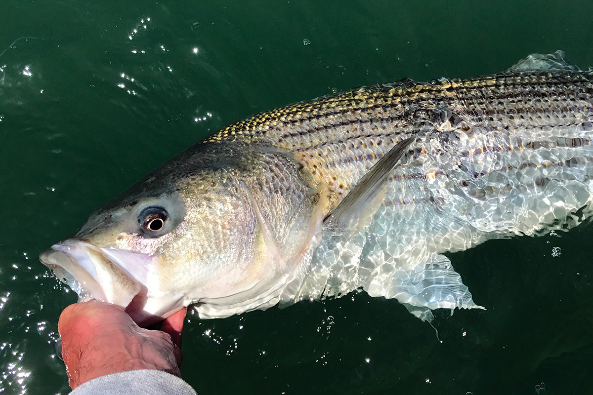 2018 2 Big Stripers For Little Trip RELEASE FISHERY