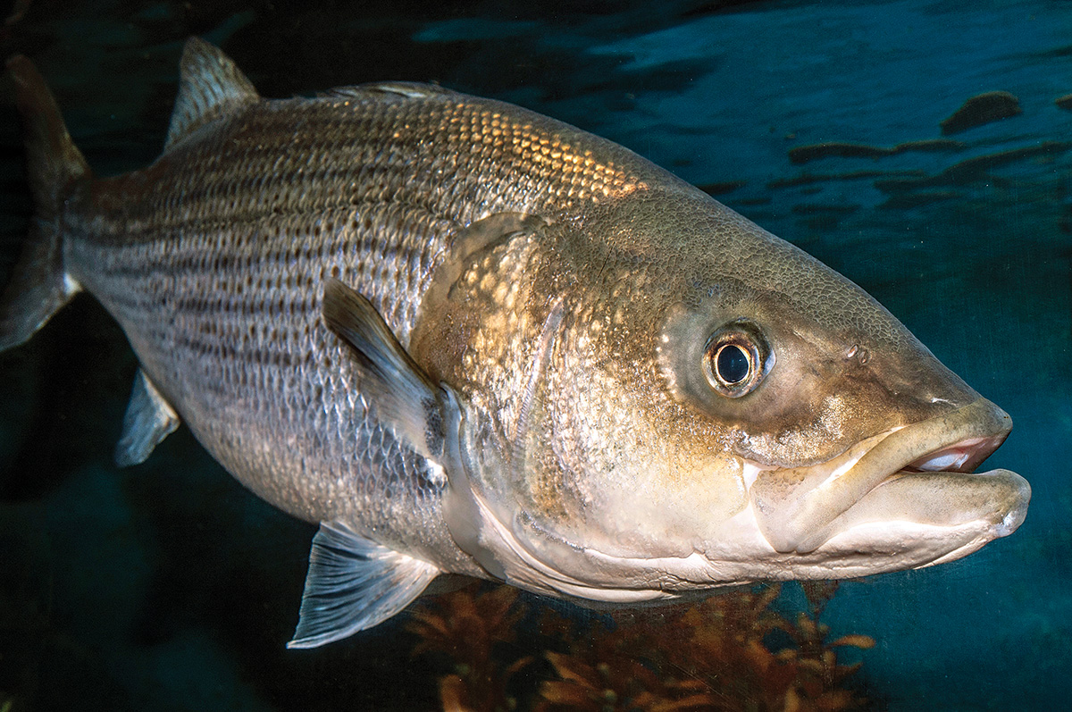 Striped Bass: History and Life Cycle - The Fisherman